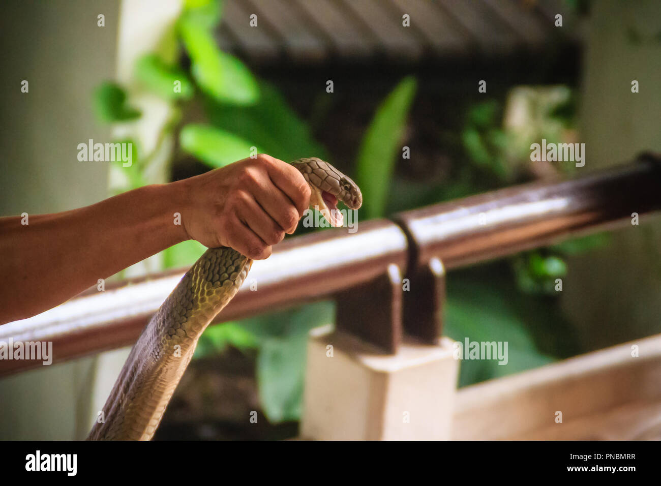 A man using the unique ability to catch a king cobra snake with bare
