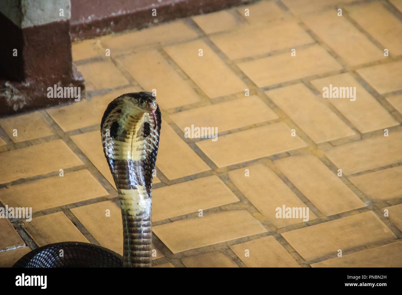 Dangerous monocled cobra snakes come into the house. The monocled cobra