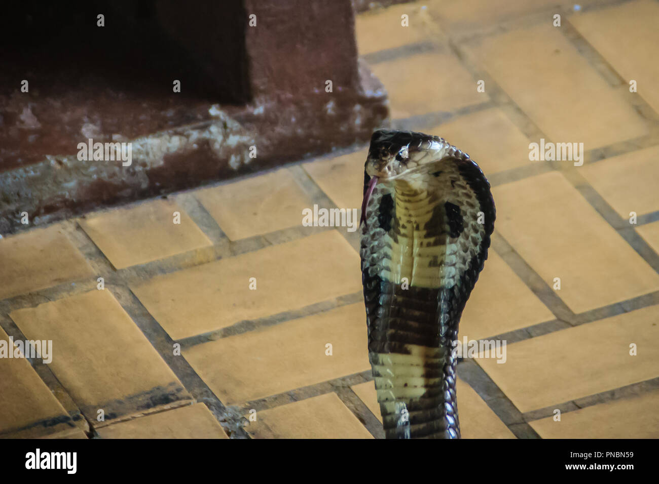 Dangerous monocled cobra snakes come into the house. The monocled cobra
