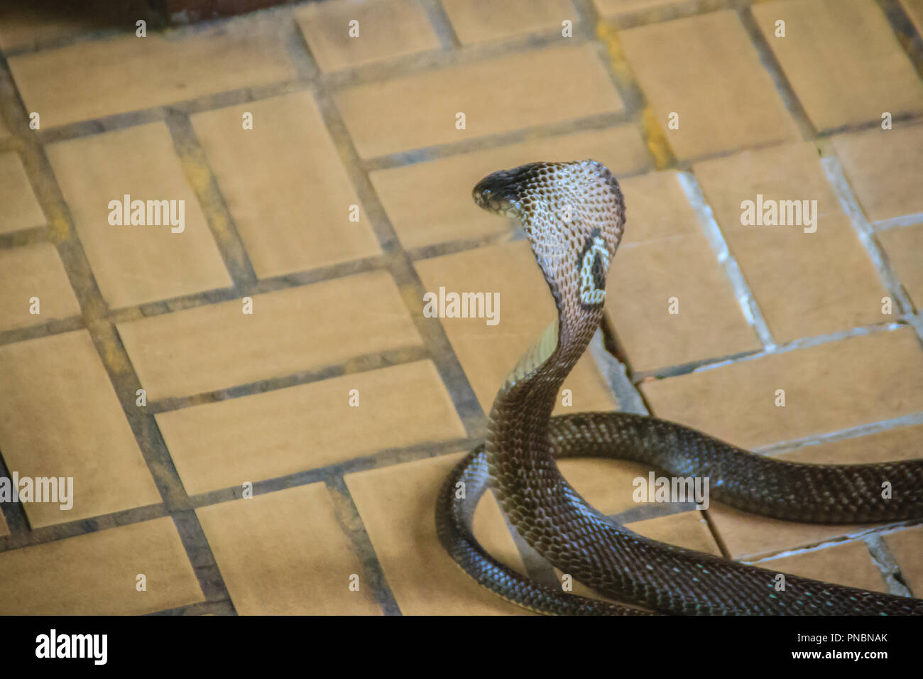 Dangerous monocled cobra snakes come into the house. The monocled cobra