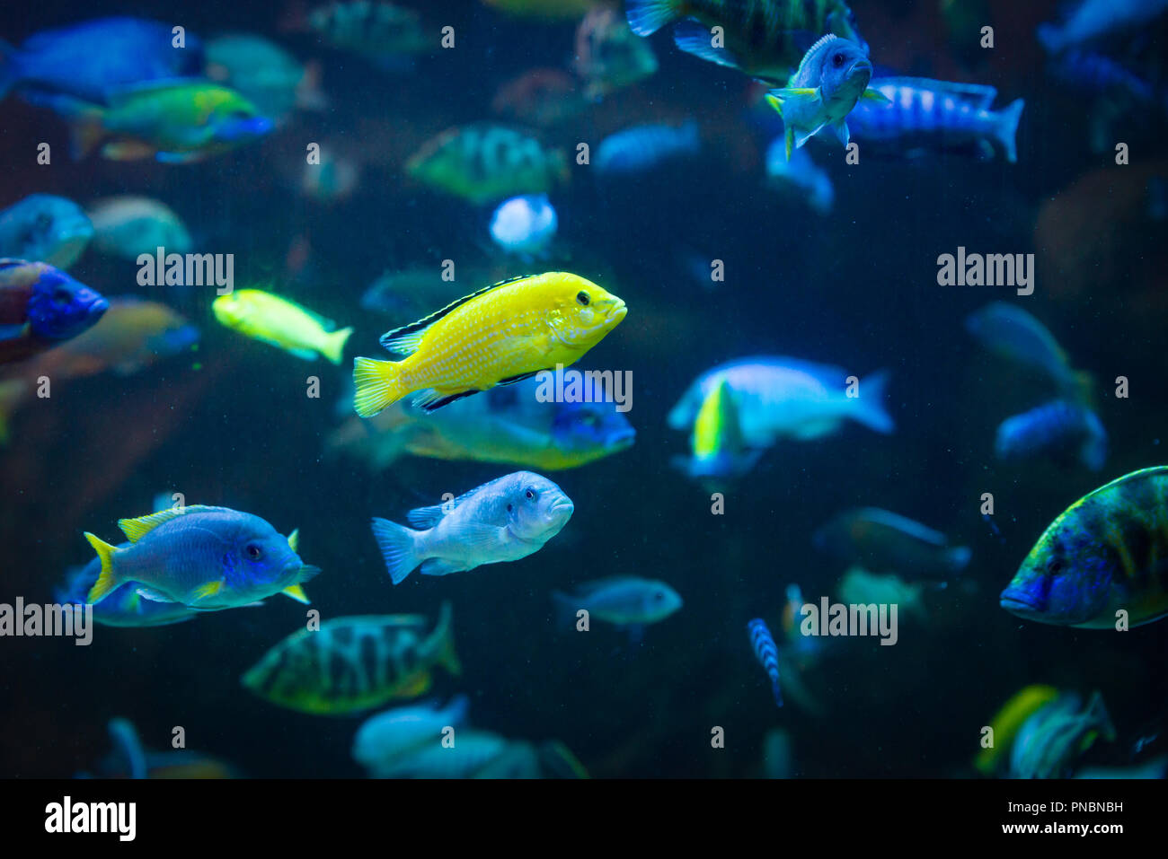 fish Labidochromis caeruleus - lemon yellow lab Stock Photo
