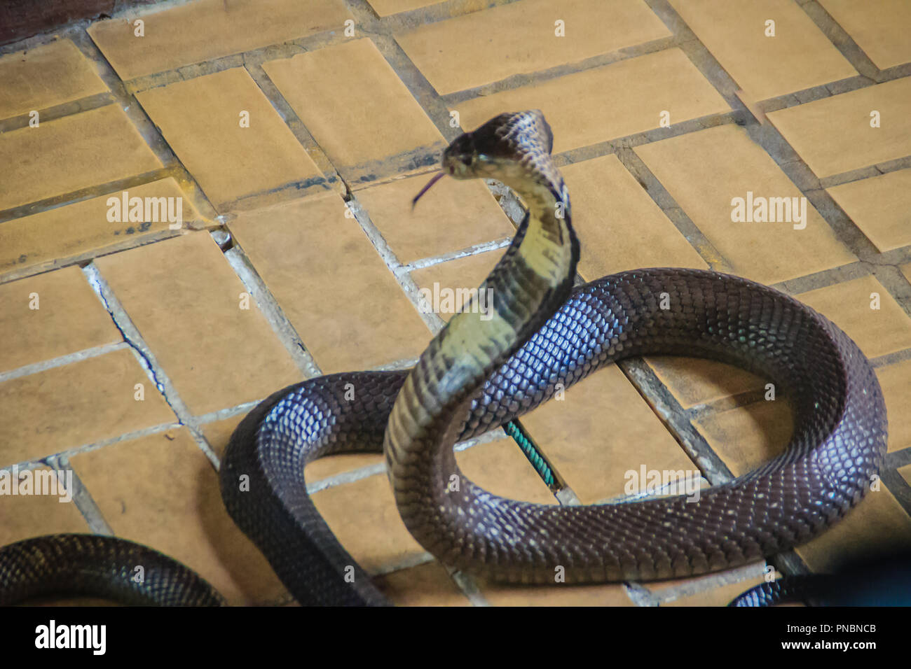 Dangerous monocled cobra snakes come into the house. The monocled cobra
