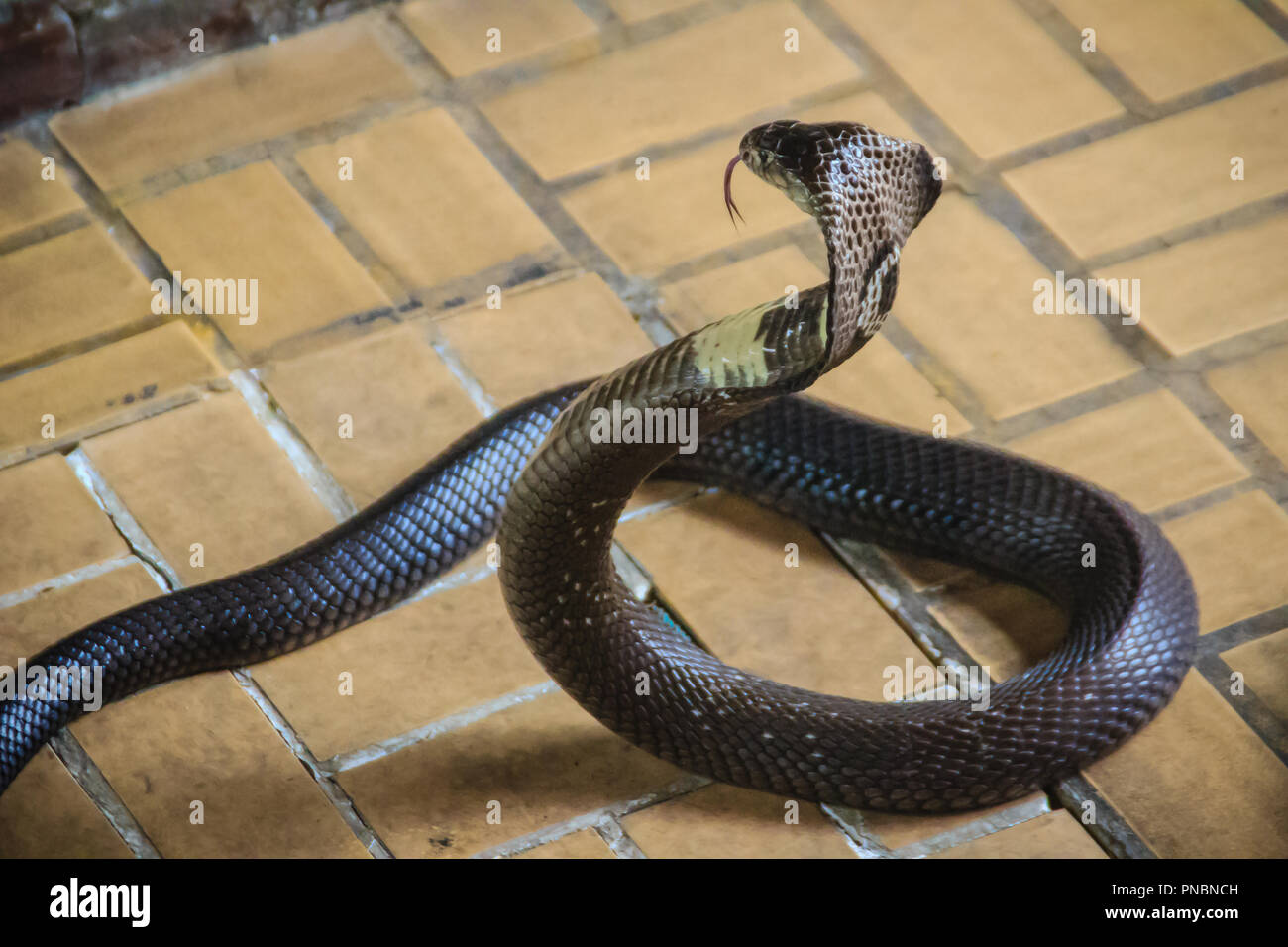 Dangerous monocled cobra snakes come into the house. The monocled cobra