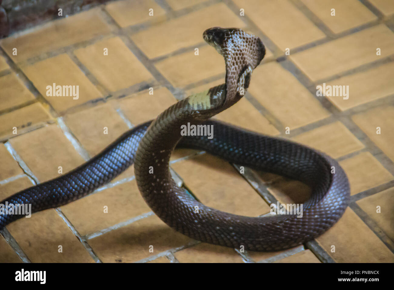 Dangerous monocled cobra snakes come into the house. The monocled cobra