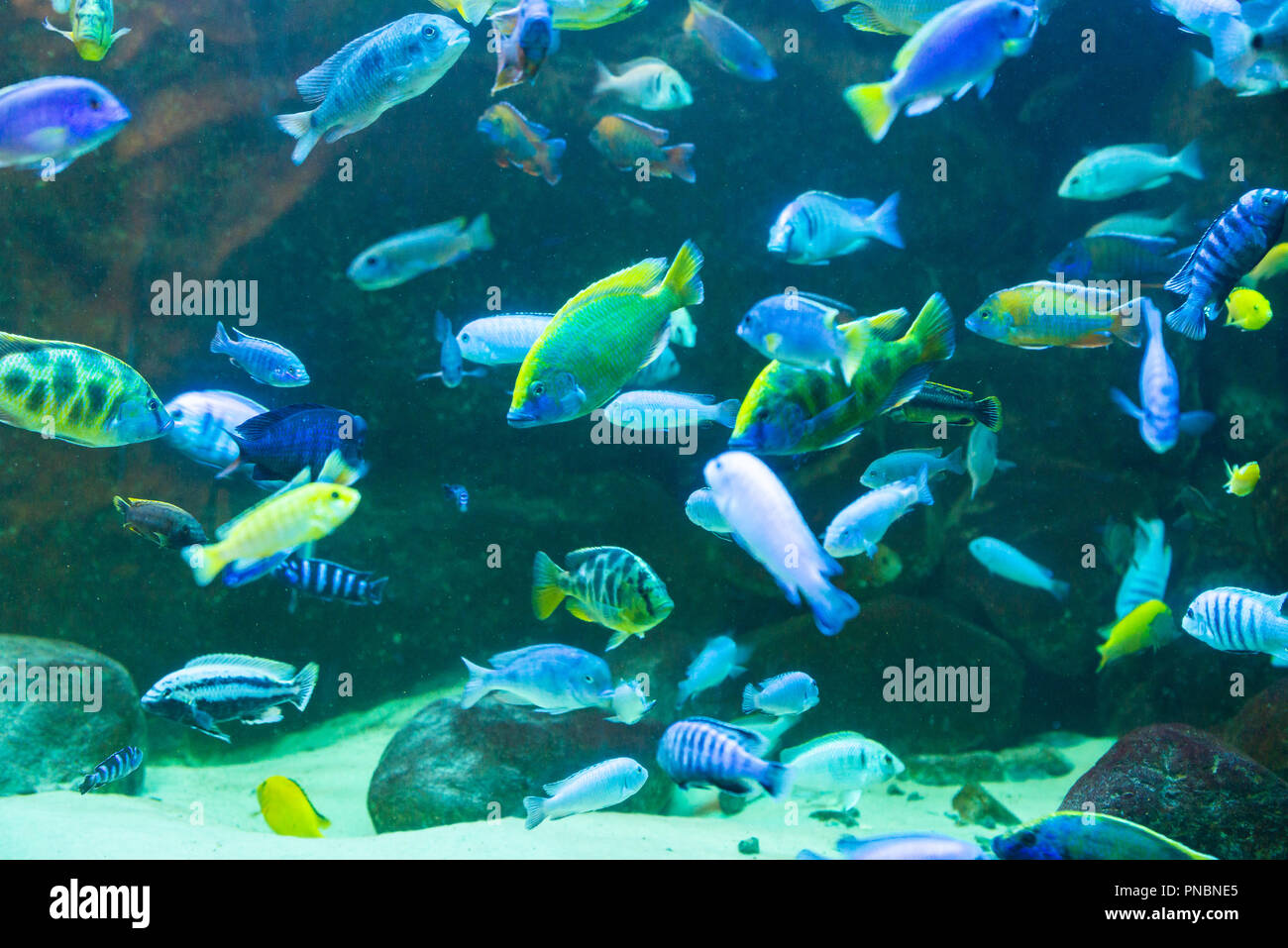 a flock of cichlids from the Malawi lake Stock Photo