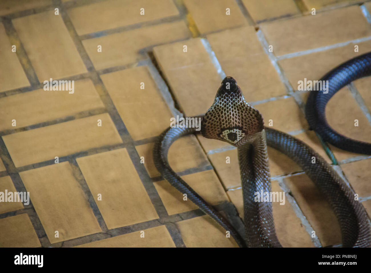 Dangerous monocled cobra snakes come into the house. The monocled cobra