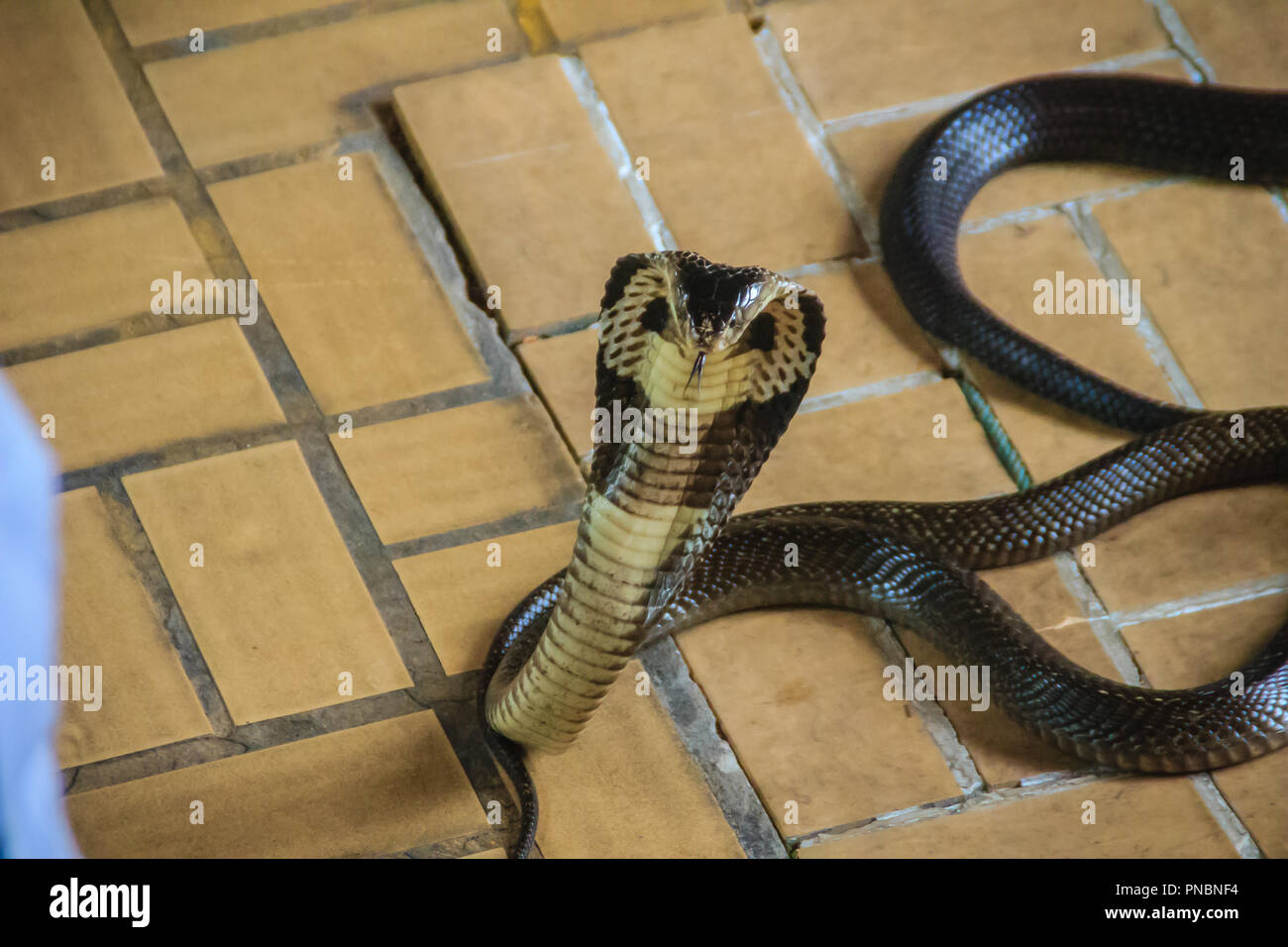 Dangerous monocled cobra snakes come into the house. The monocled cobra