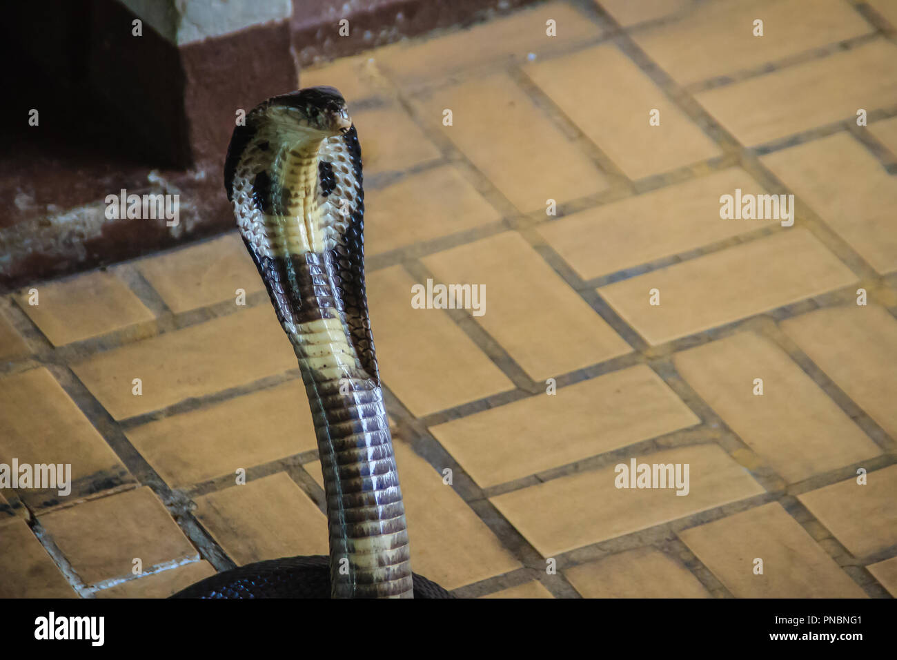 Dangerous monocled cobra snakes come into the house. The monocled cobra