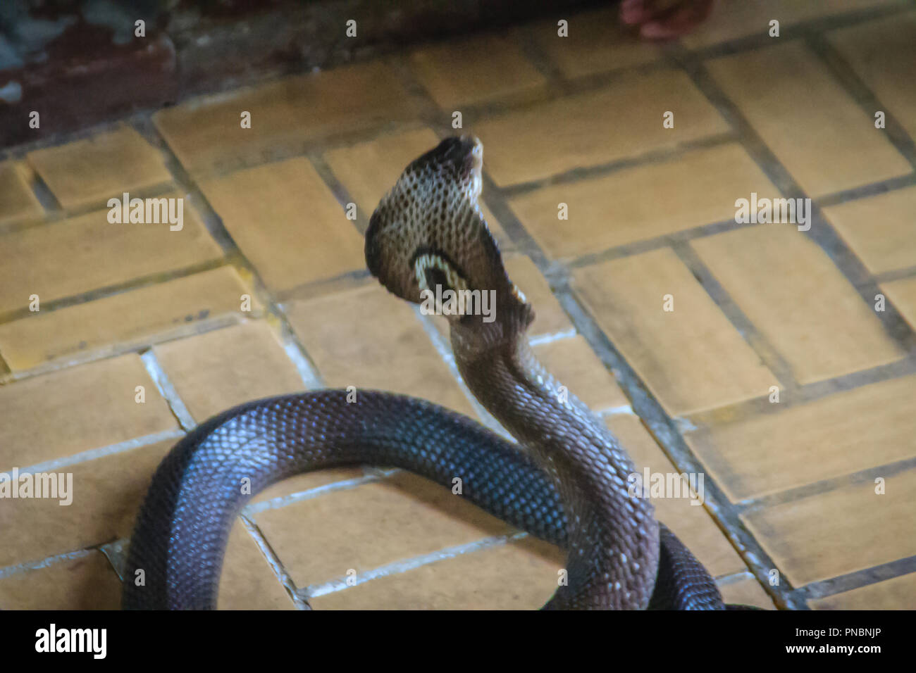 Dangerous monocled cobra snakes come into the house. The monocled cobra