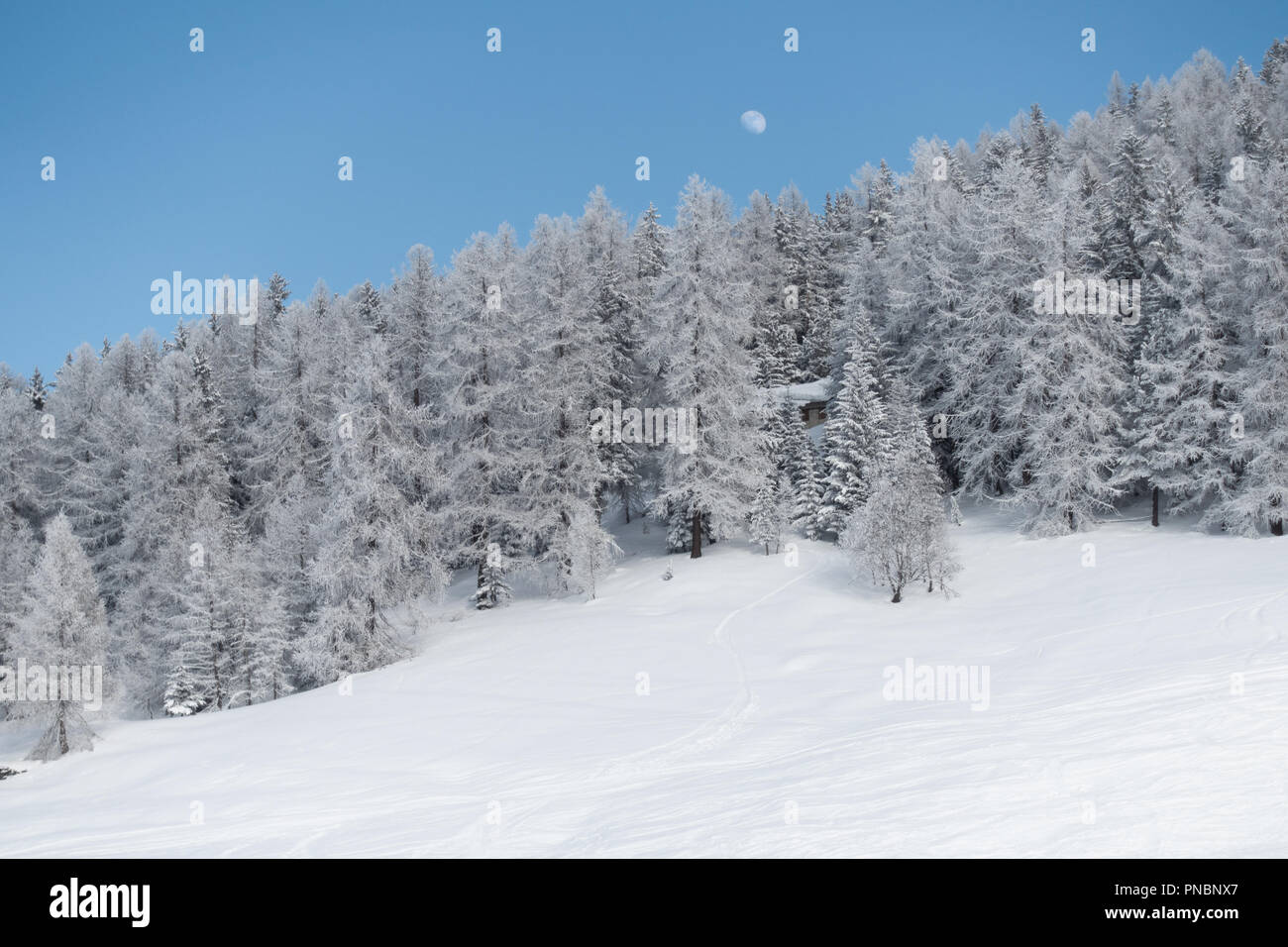 Moon Pine Tree Forest Sky Hi-res Stock Photography And Images - Alamy