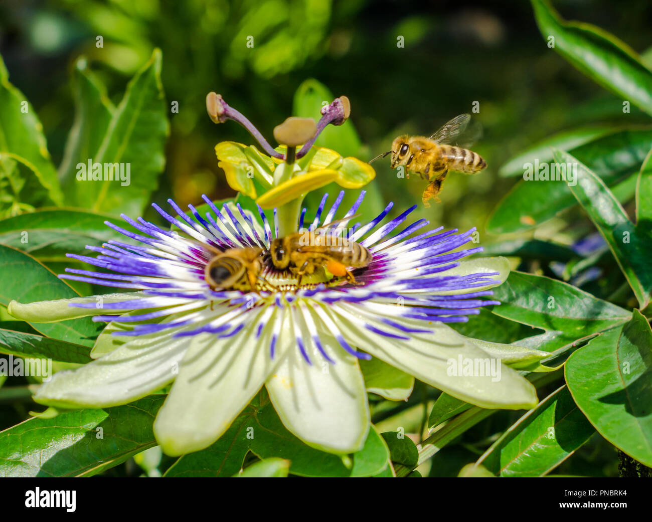 Flowers of the hardy blue passion flower, Passiflora caerulea flower,. Bees pollinating on a flower of passiflora. flower bee close up garden Stock Photo