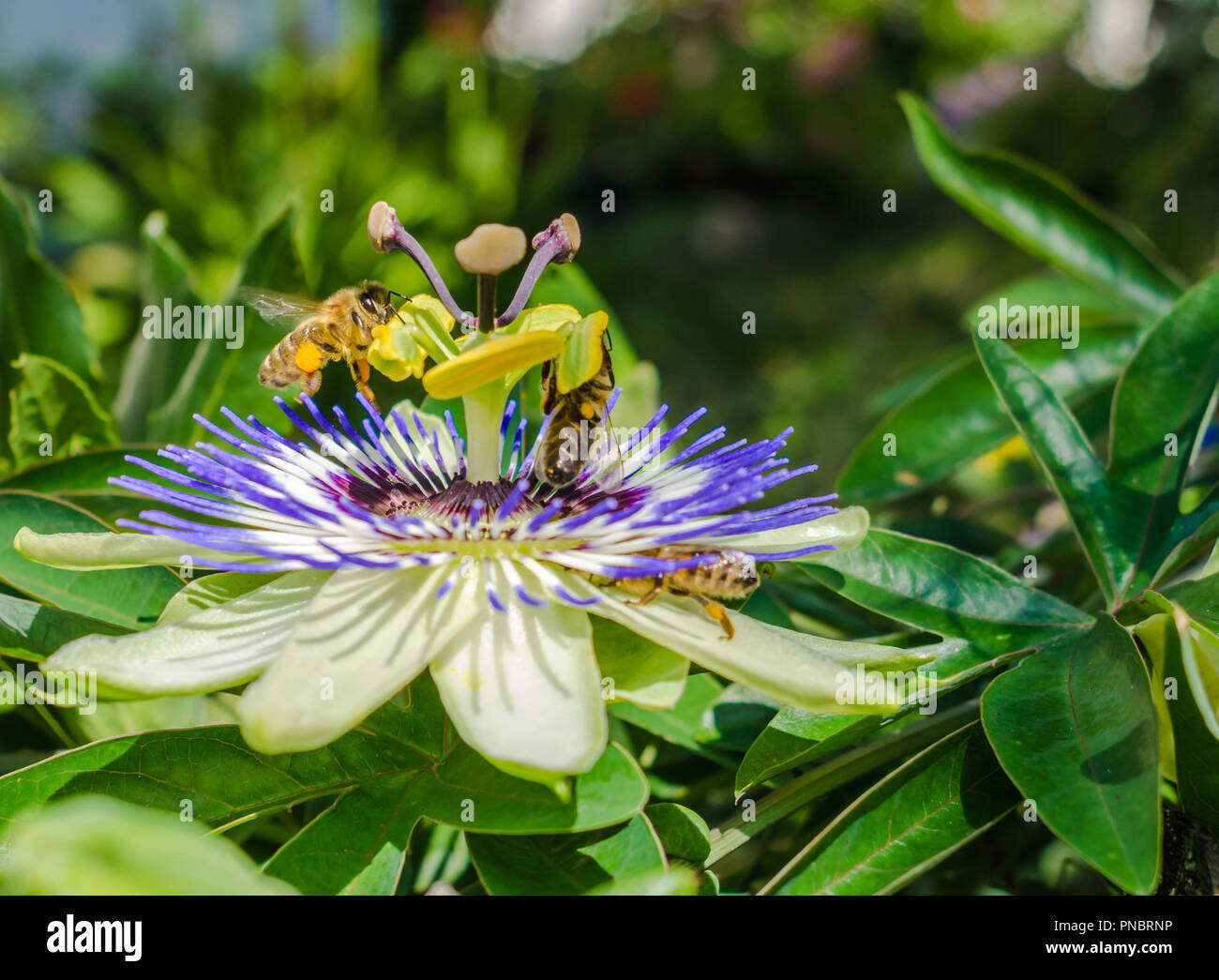 Bluecrown passionflower (Passiflora caerulea) flower,. Bees pollinating on a flower of passiflora. flower bee close up garden Stock Photo