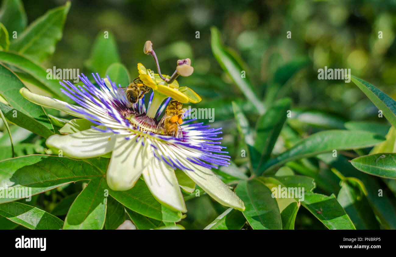 Flowers of the hardy blue passion flower, Passiflora caerulea flower,. Bees pollinating on a flower of passiflora. flower bee close up garden Stock Photo