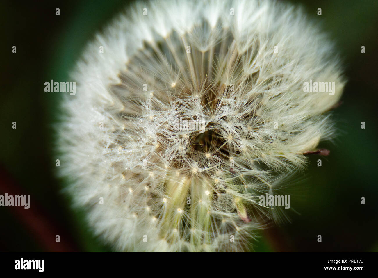 Individual strands of danelion tuff form delicate hairs stretching in every direction. Stock Photo