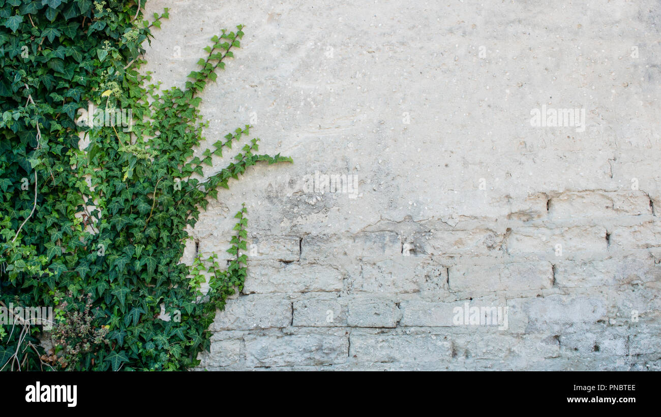 Damaged rustic wall half covered by Common Ivy. Also known as Hedera