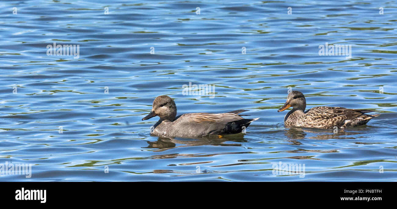 A male and female duck are swimming through slightly choppy water. Stock Photo
