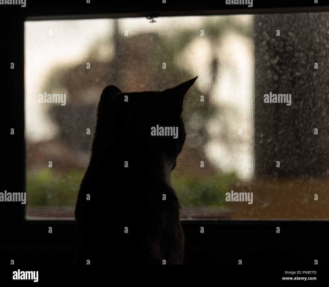 Cat Silhouette By Window On Rainy Day Stock Photo