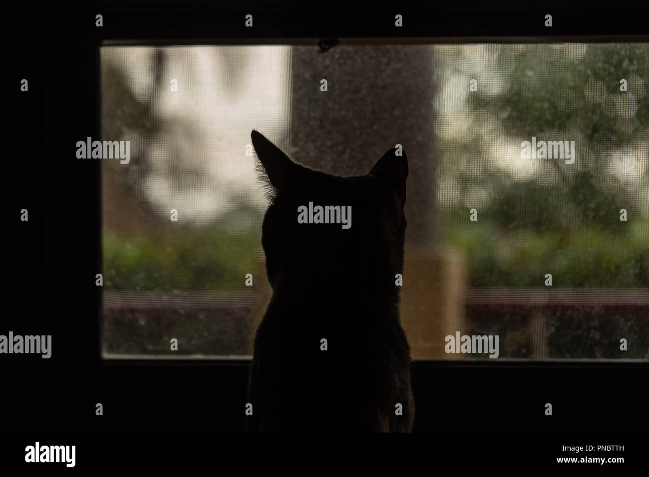 Cat Silhouette By Window On Rainy Day Stock Photo