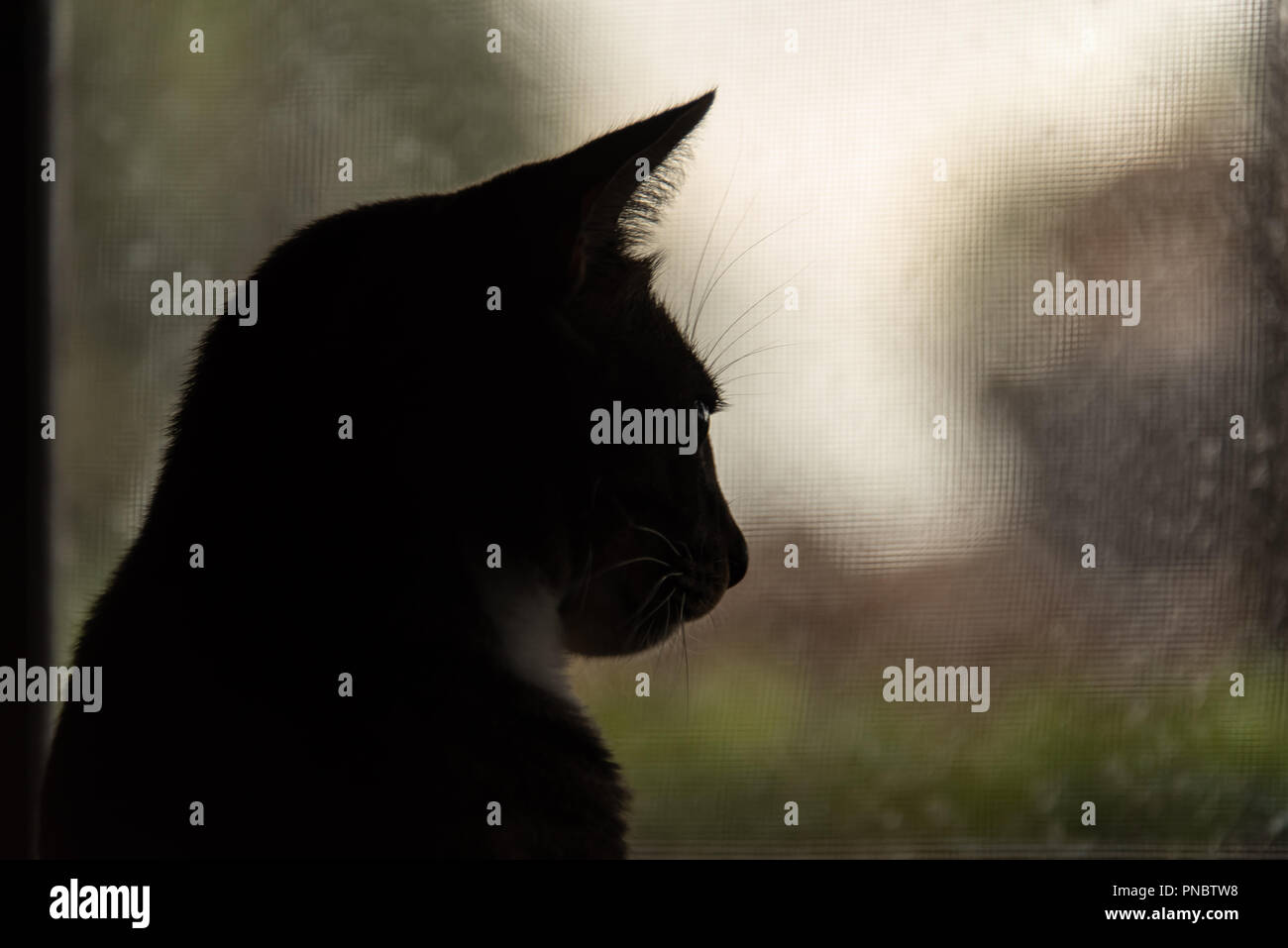 Cat Silhouette By Window On Rainy Day Stock Photo