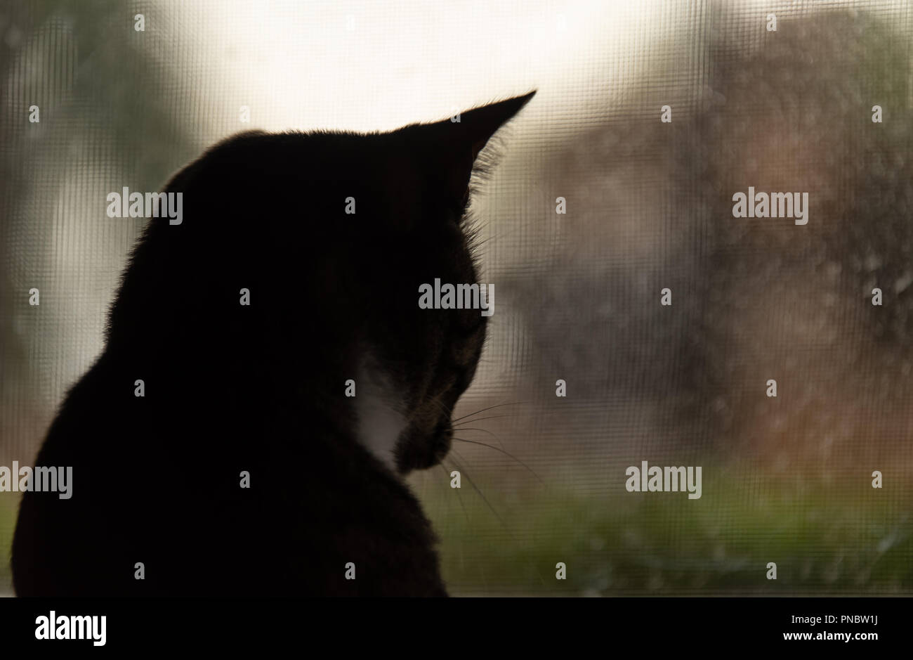 Cat Silhouette By Window On Rainy Day Stock Photo