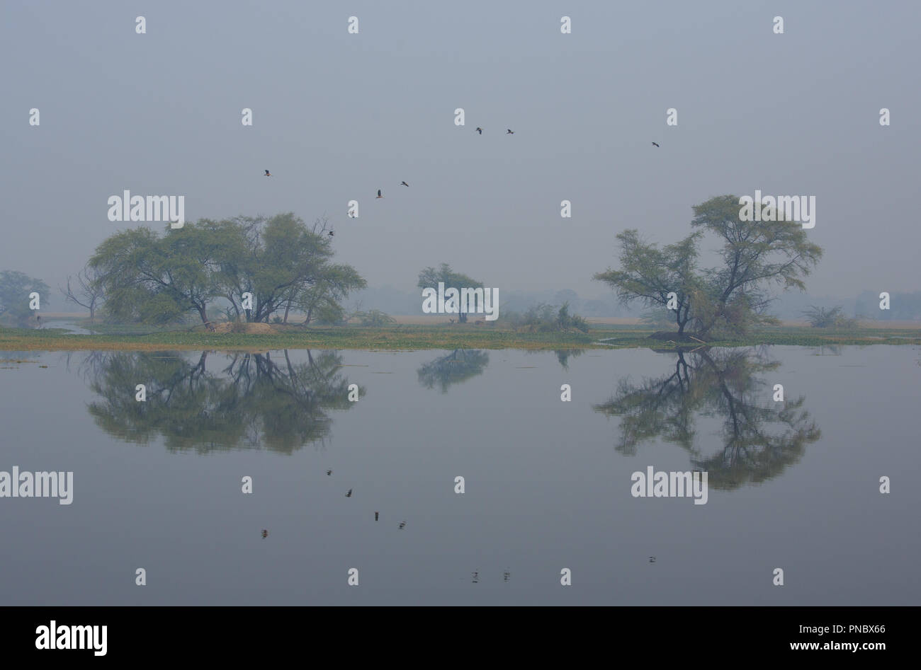 Birds of india hi-res stock photography and images - Alamy