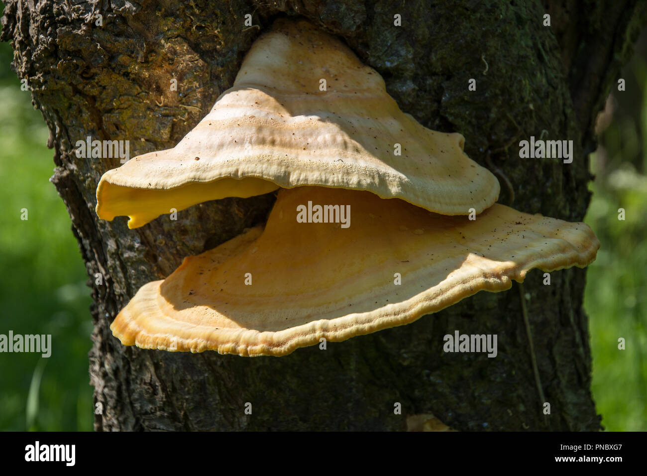 Polypores, or bracket fungi growing on an orchard tree, sometimes edible. Stock Photo