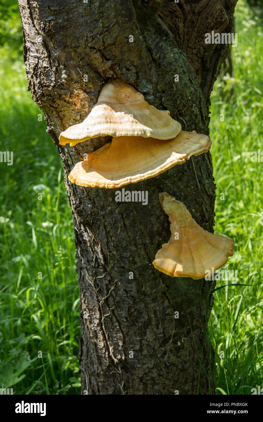 Polypores, or bracket fungi growing on an orchard tree, sometimes edible. Stock Photo
