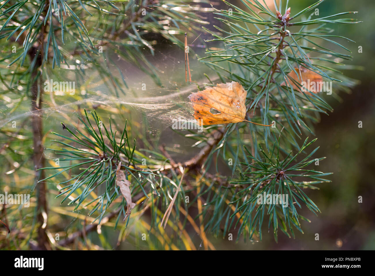 fall birch leaves in cobweb on pine twig Stock Photo
