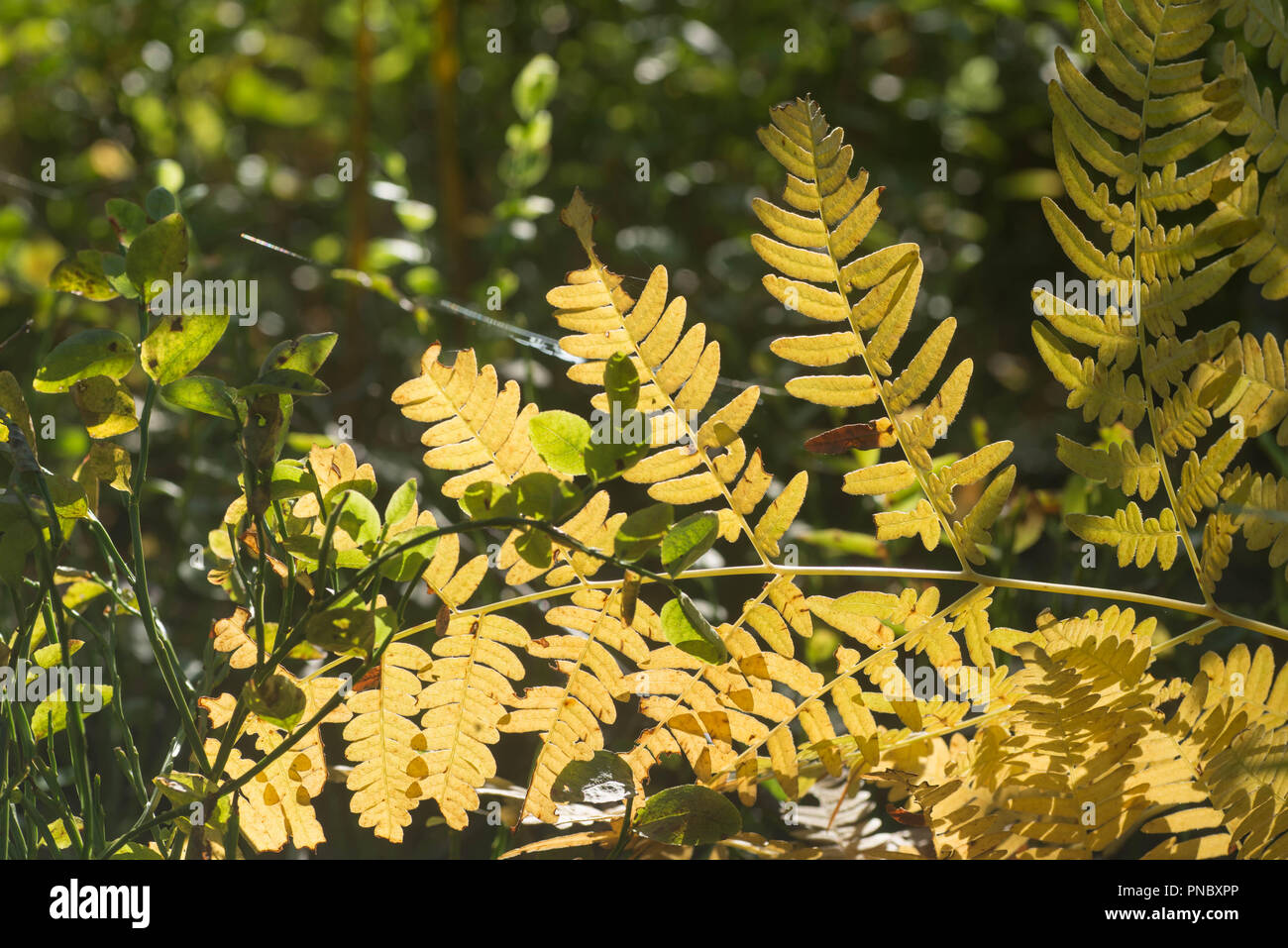 yellow fall fern leaf macro in fores Stock Photo