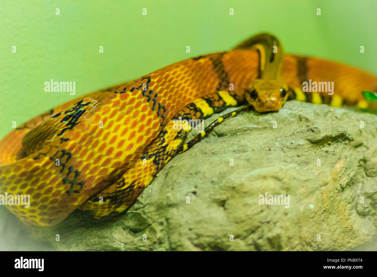 Dogtoothed cateye (Boiga cynodon) in the snake farm. Boiga cynodon