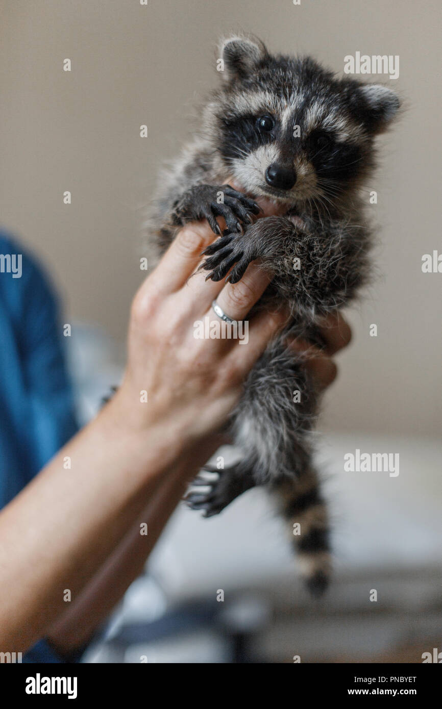Raccoon veterinarian sales near me