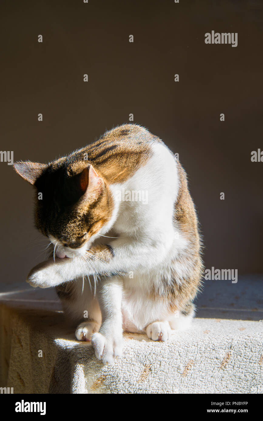 Tabby and white cat licking his paw Stock Photo - Alamy
