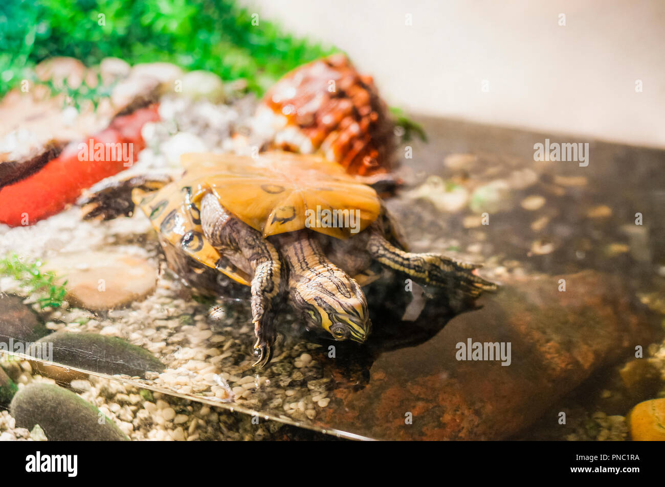 Pond slider turtle flipped on its back in aquarium and after little