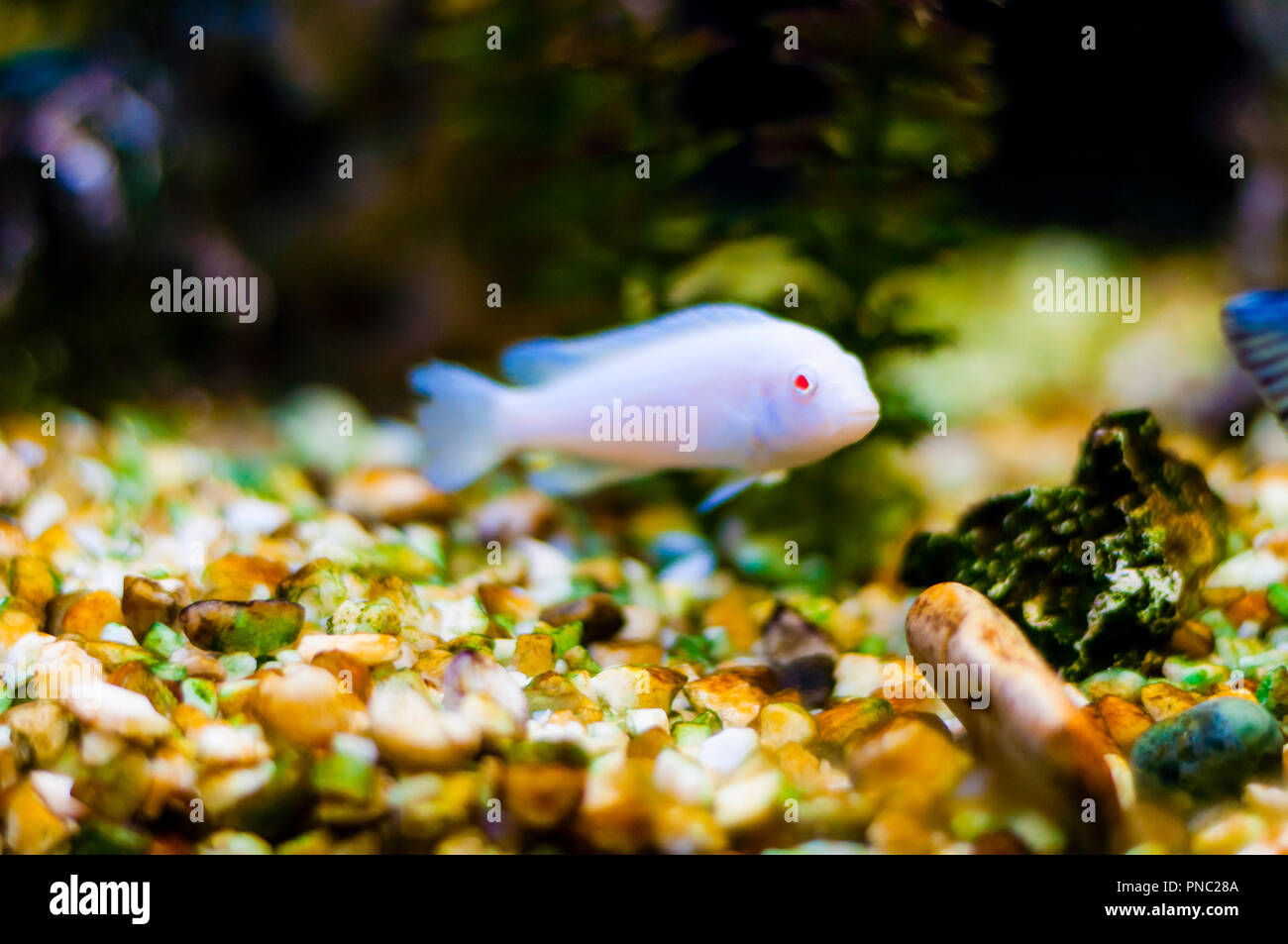 Cichlids are one of the largest families of fishes with more than 2000 types of cichlids, and new species are being discovered every year. Cichlids ar Stock Photo
