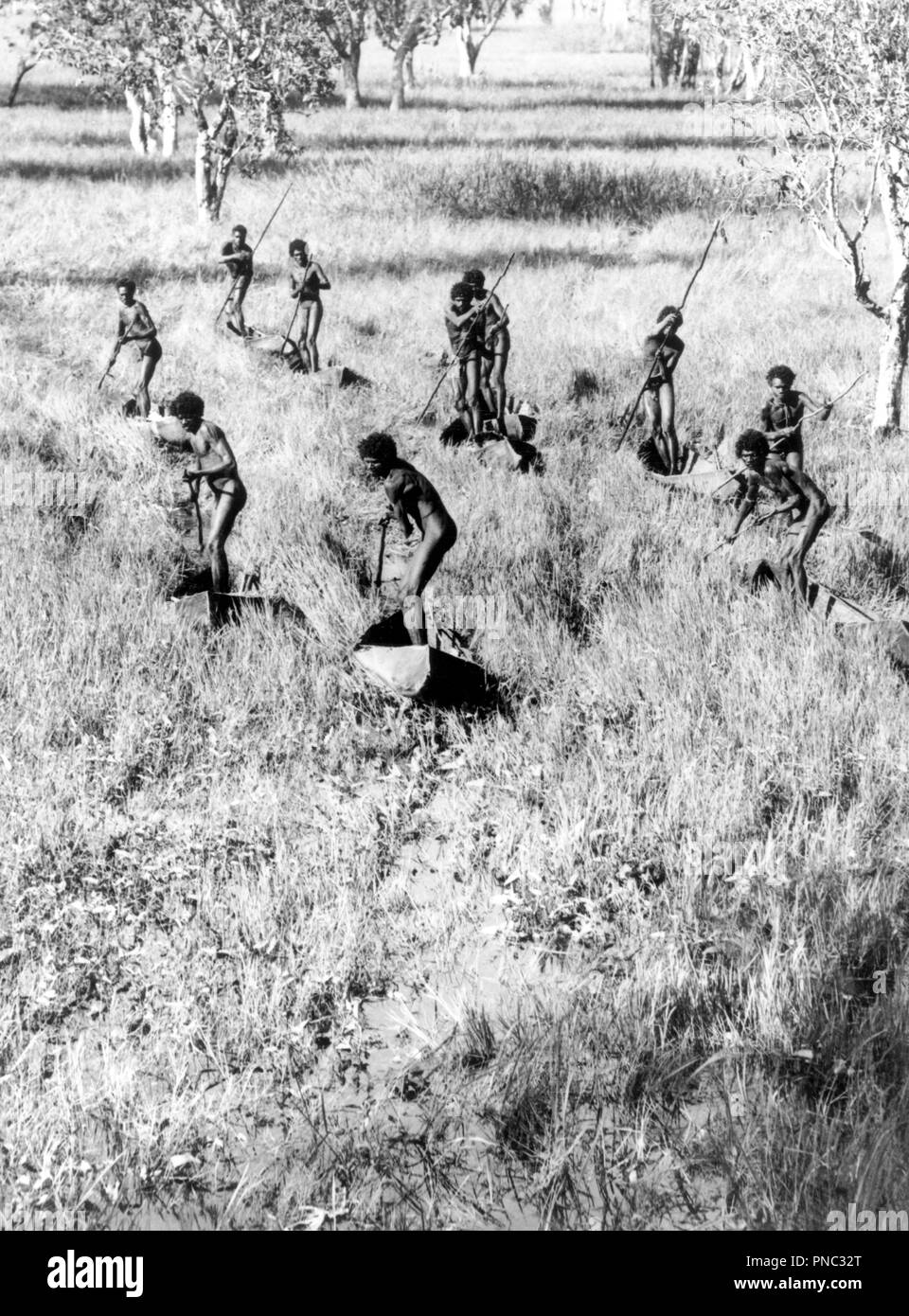 The Goose Hunters of the Arafura Swamp, central Arnhem Land, Australia, May 1937. Date/Period: 1937. Image. Black and white photograph Black and white photograph. Height: 245 mm (9.64 in); Width: 195 mm (7.67 in). Author: Donald F Thomson. Stock Photo