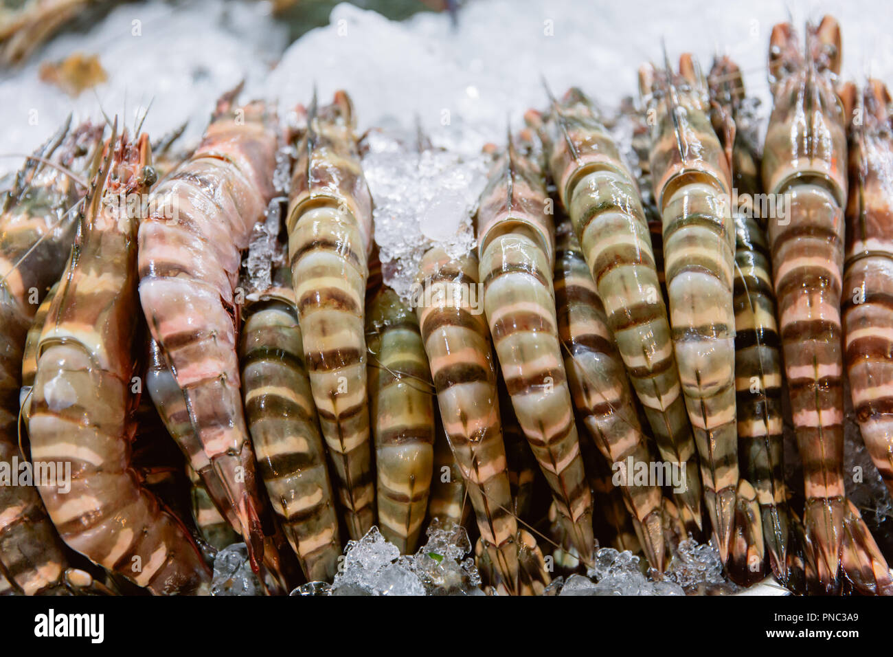 Penaeus monodon, giant tiger prawn or Asian tiger shrimp. Stock Photo