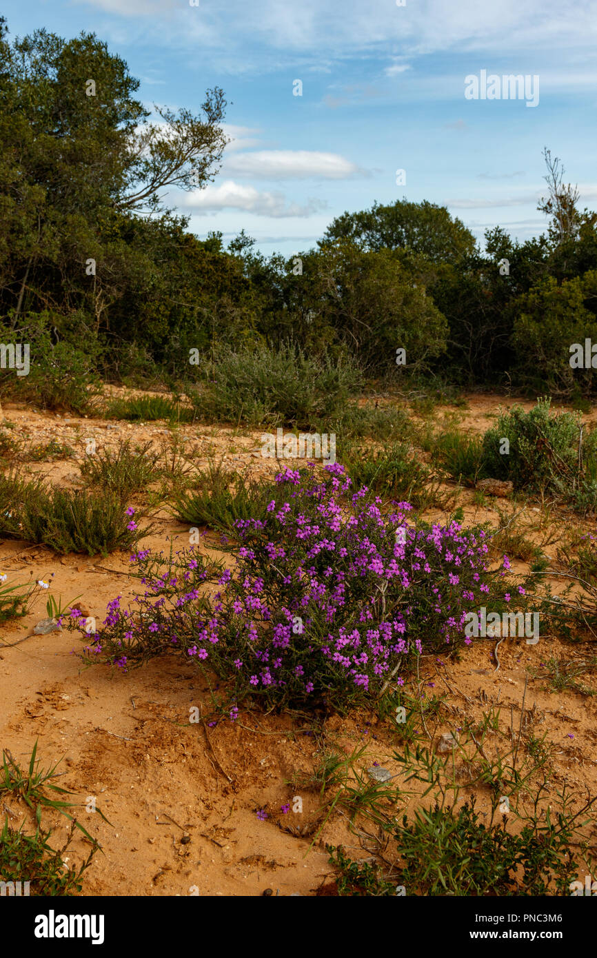 Elephant grass purple flowers hi-res stock photography and images - Alamy