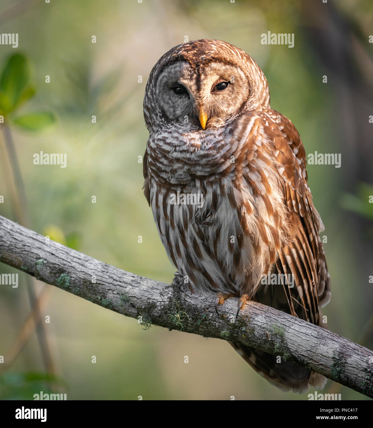 Barred owl hi-res stock photography and images - Page 2 - Alamy