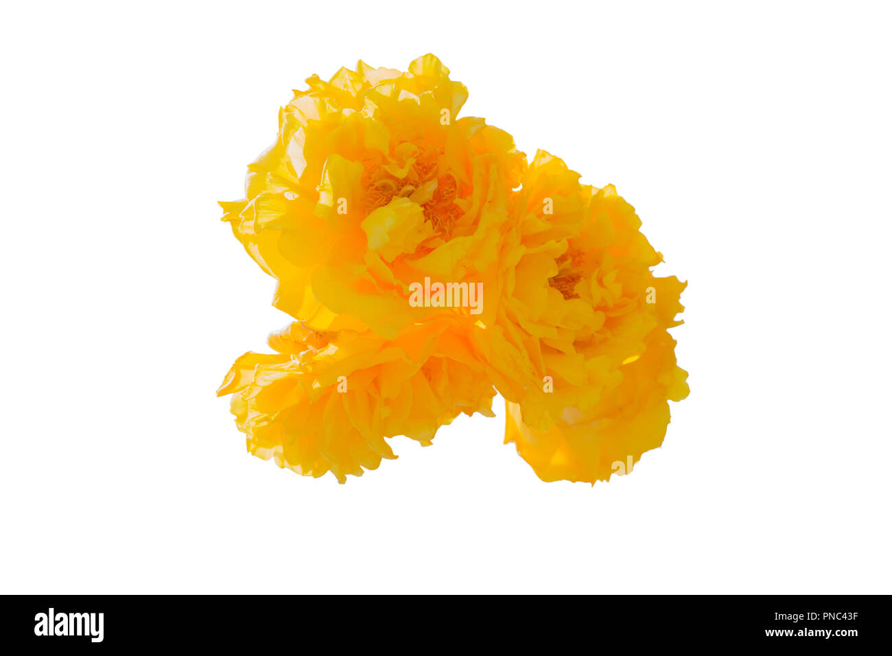 Cochlospermum regium yellow flower isolated on white Stock Photo