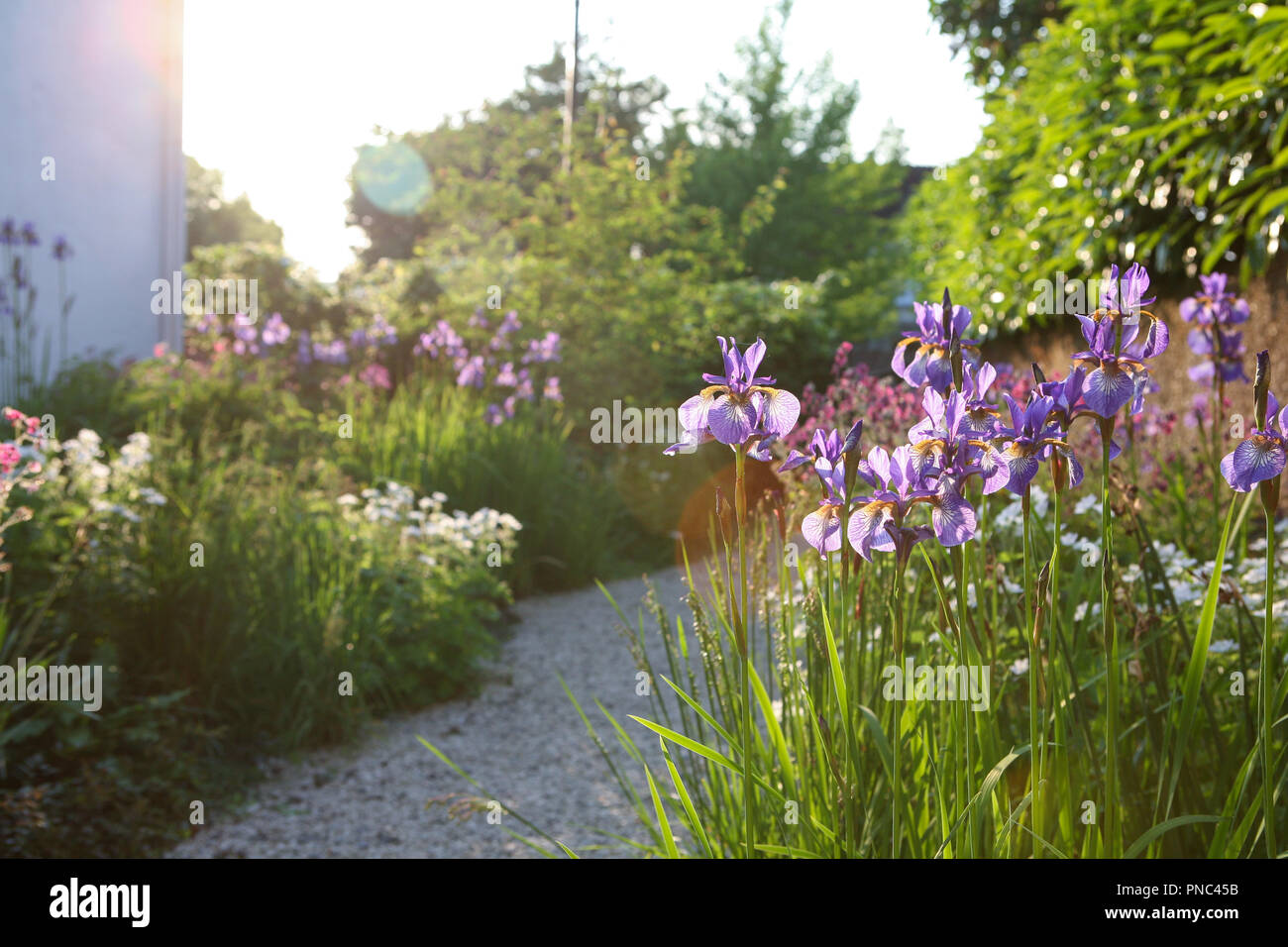Iris sibirica 'Tropic Night' in a garden border Stock Photo