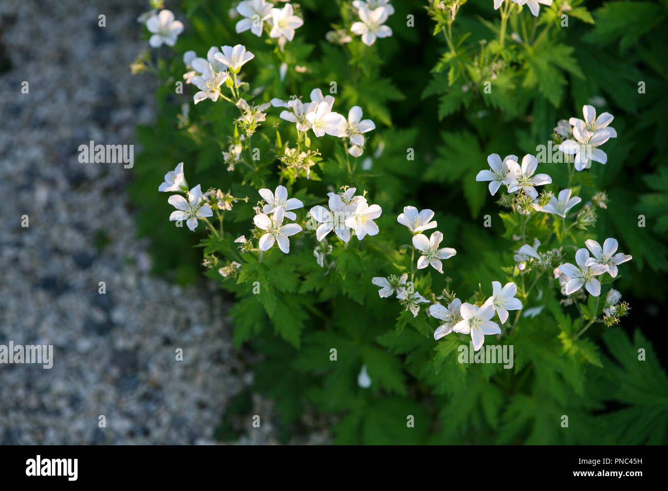 Geranium sylvaticum 'Album' edging a garden path Stock Photo
