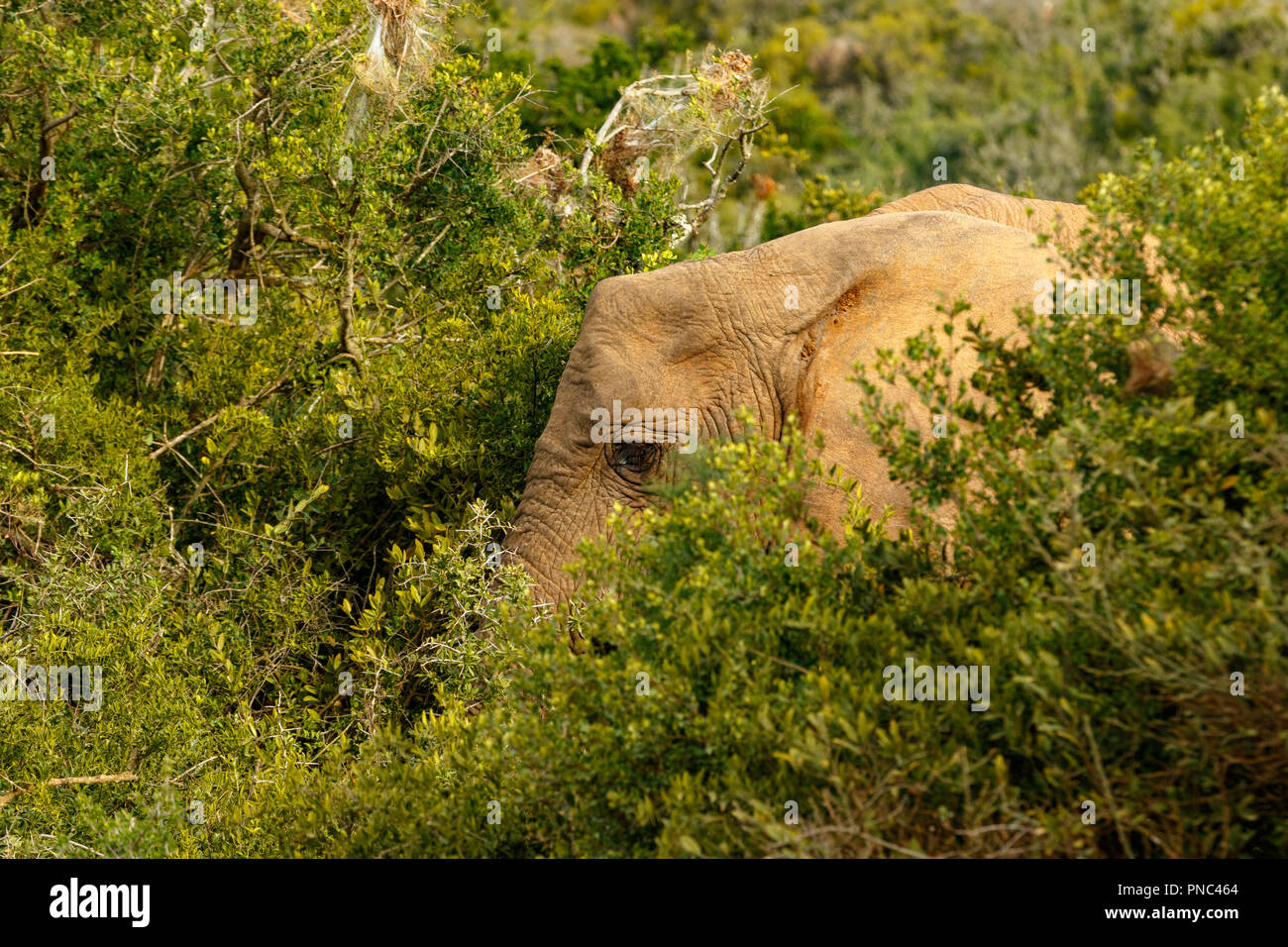 Elephant hiding between all the bushes in the field Stock Photo