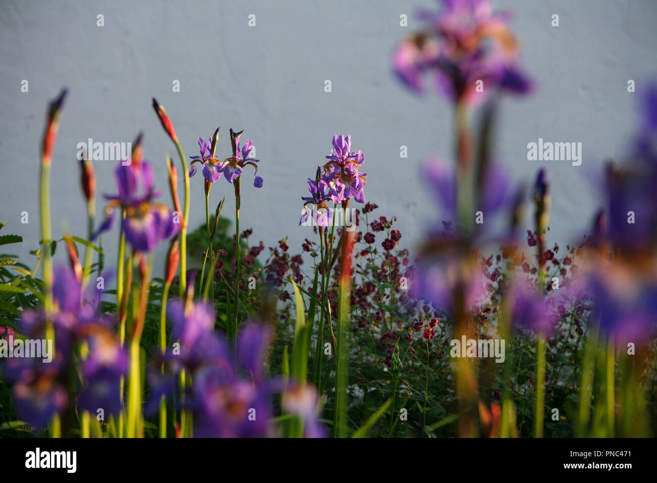 Iris sibirica 'Tropic Night' Stock Photo