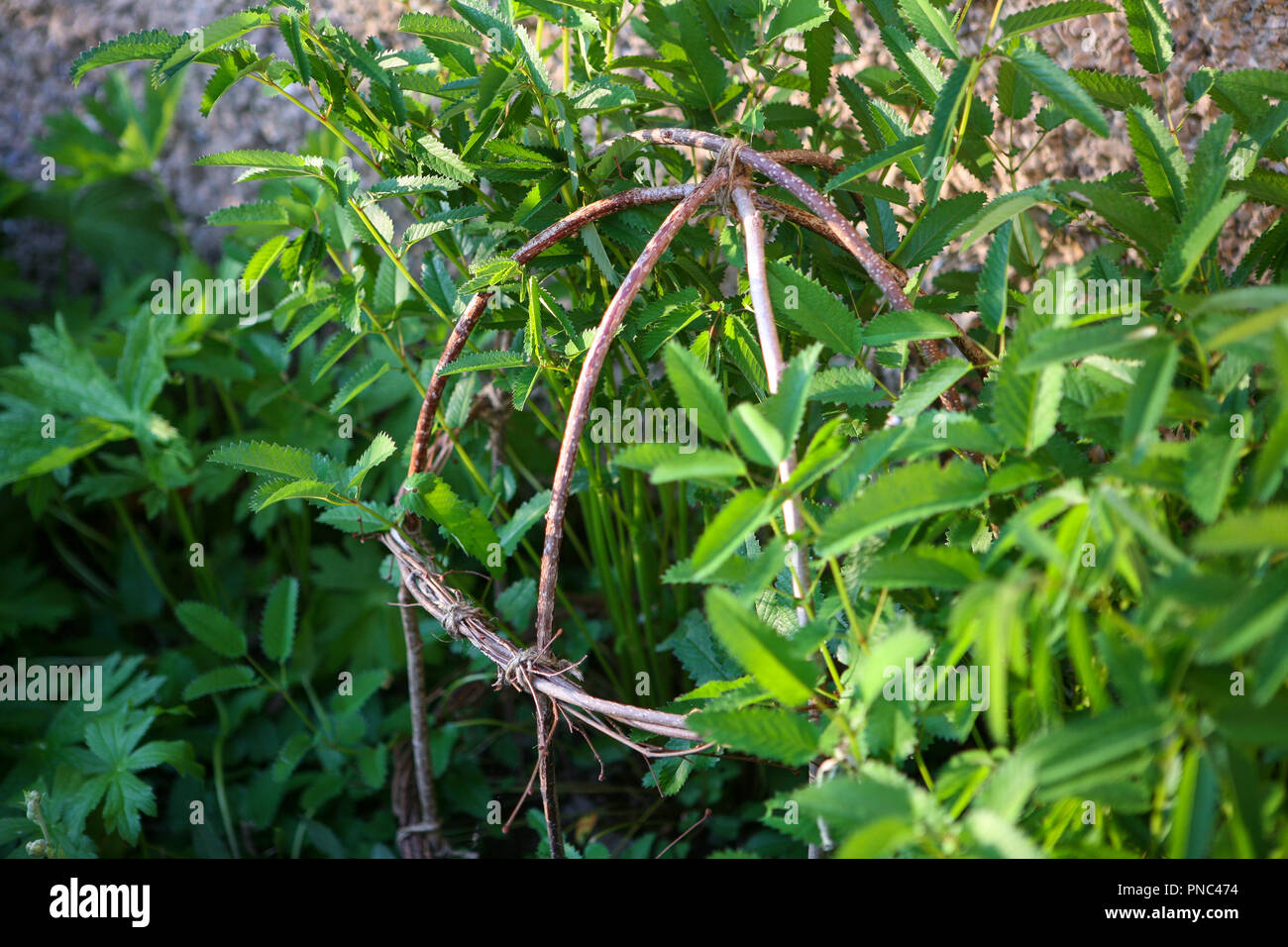 Rustic woven hazel plant support, in planting Stock Photo