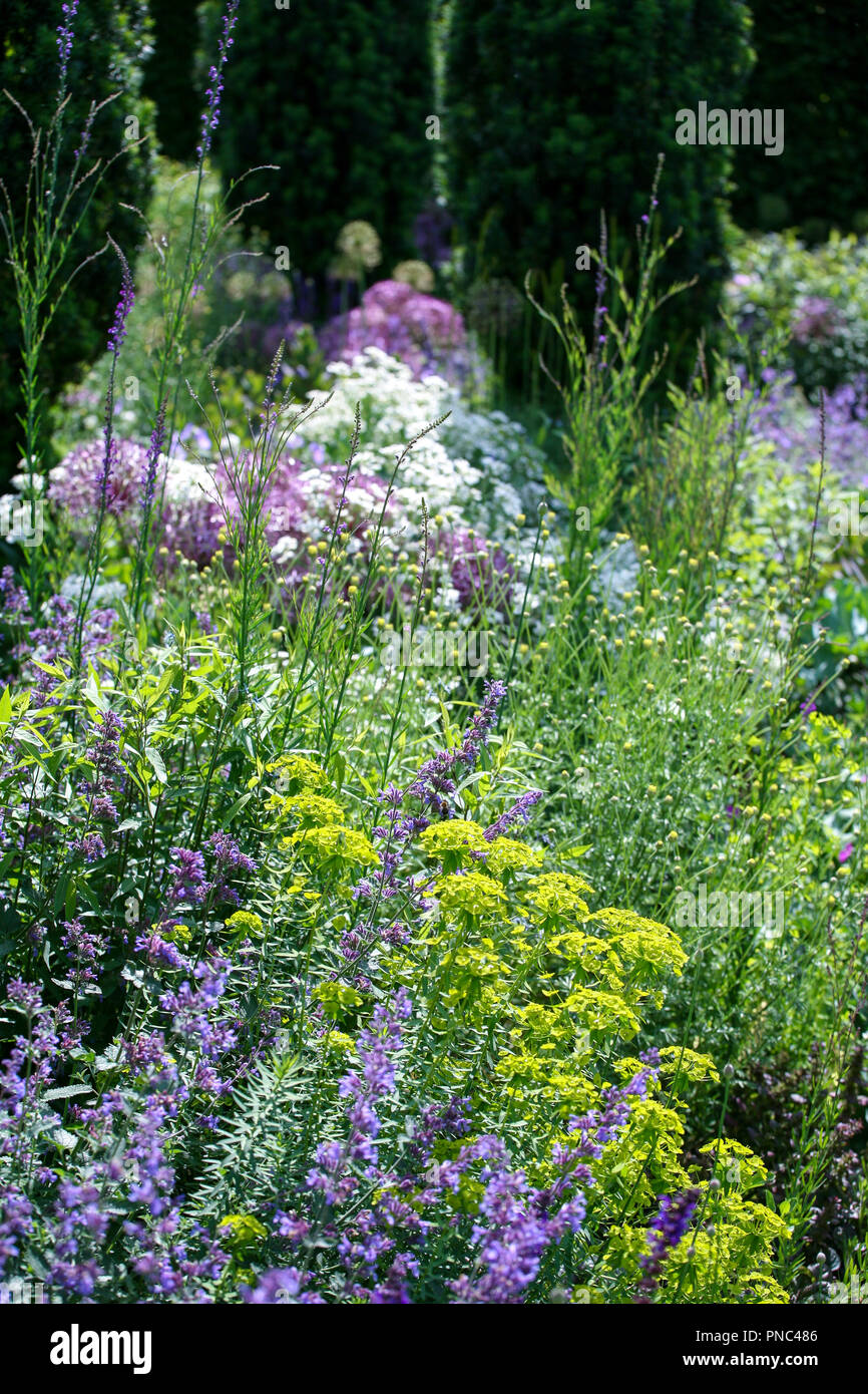 Purple, white, and lime green planting scheme, with Euphorbia, Nepeta, Alliums Stock Photo
