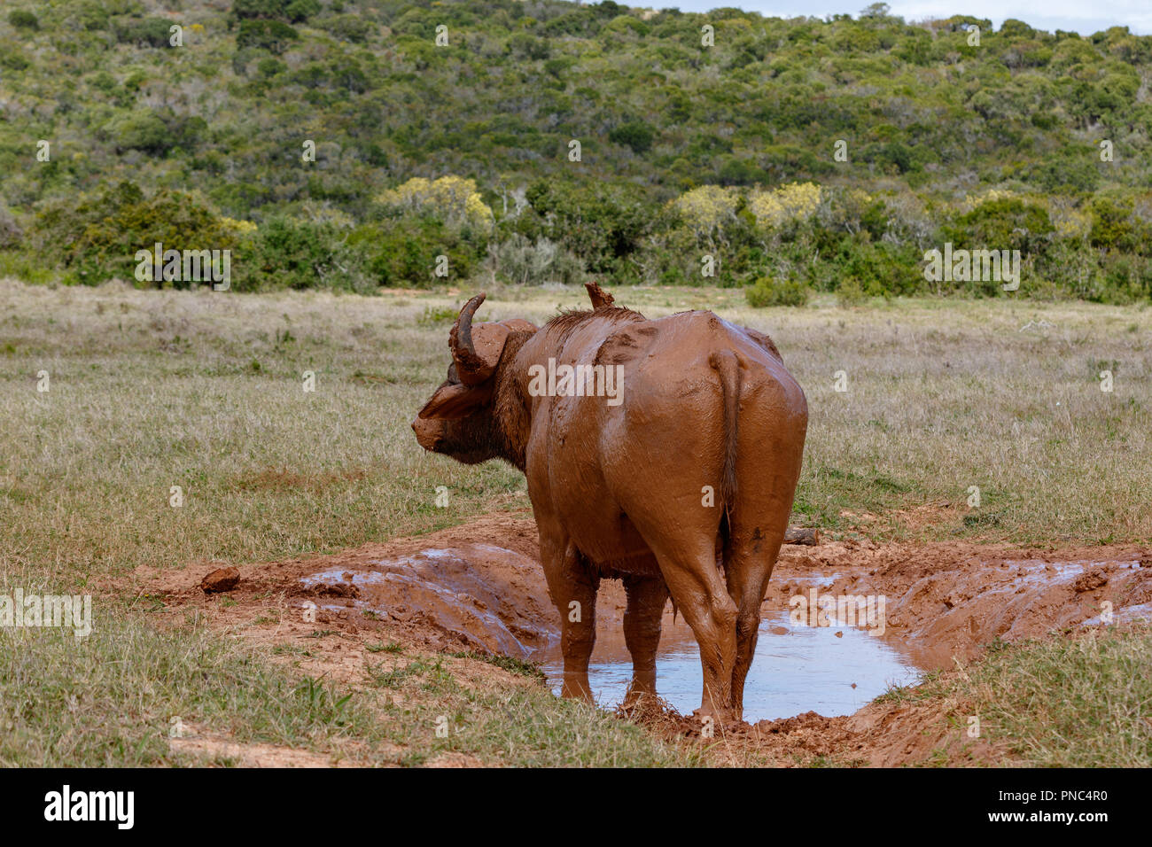 Buffalo standing at his mud bath in the field Stock Photo
