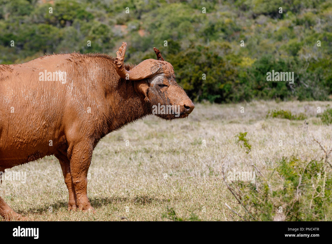 Buffalo standing full of mud in the field Stock Photo