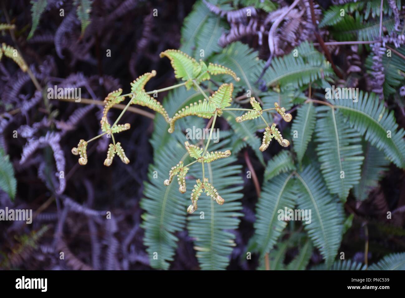 Curly uluhe plant hi-res stock photography and images - Alamy