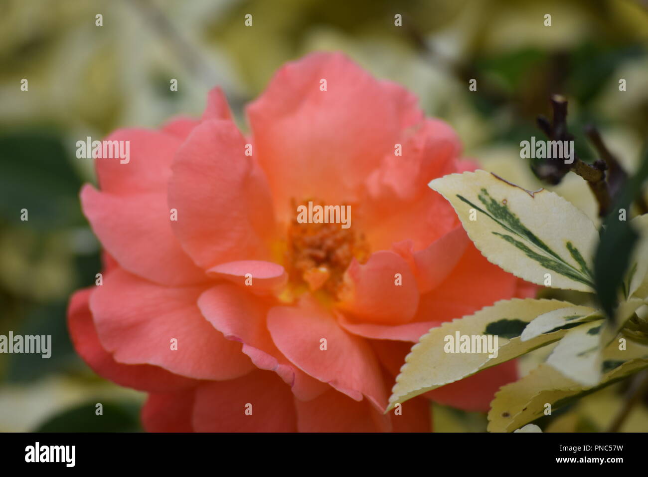 Rose in Garden in Ireland Stock Photo Alamy