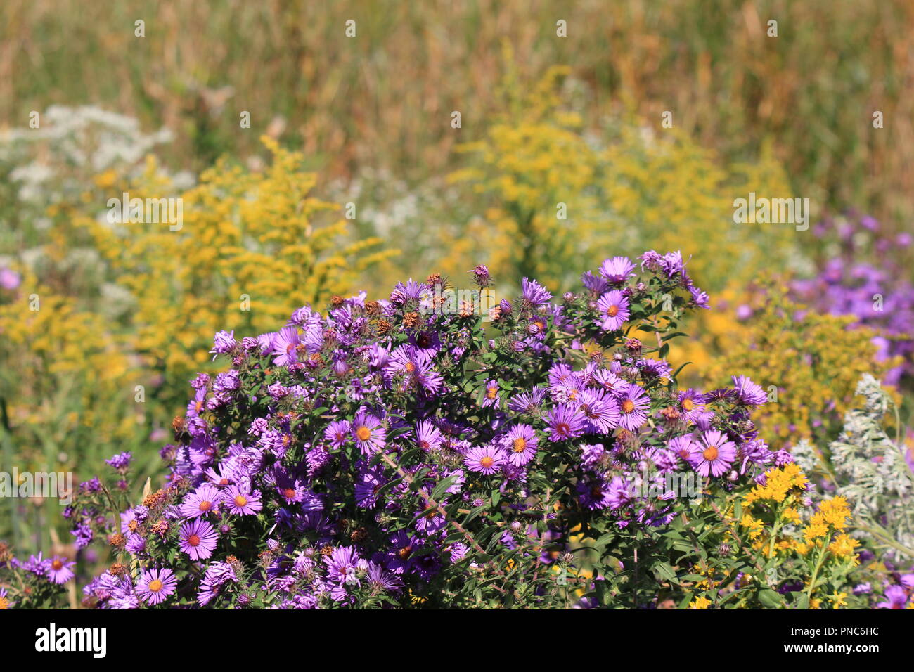 Old man wormwood hi-res stock photography and images - Alamy